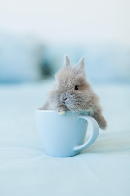 A small grey Easter bunny rabbit on light blue background in a coffee cup