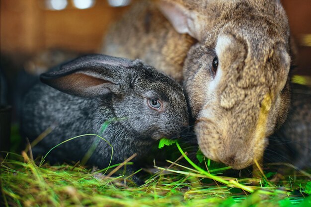 母の隣にいる小さな灰色のウサギが動物との関係に触れる