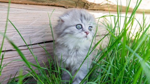 A small grey Scottish kitten is sitting in the grass against a background of wooden boards