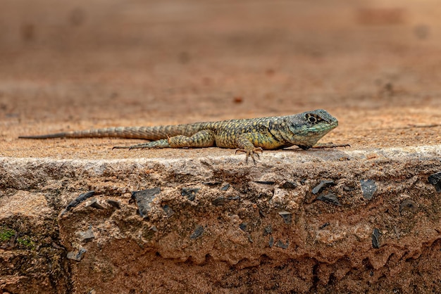 Small ground lizard of the genus Tropidurus