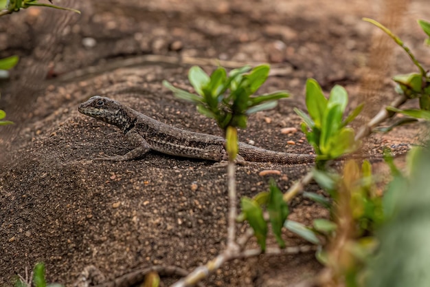 Small ground lizard