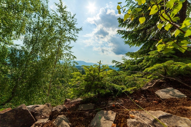 Small ground road through a wer green fir tree forest