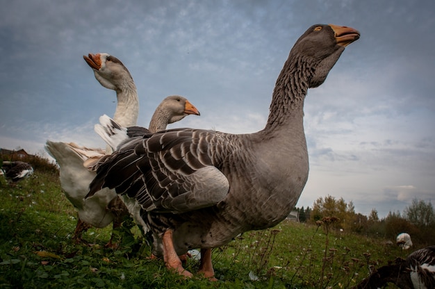 Small group of wild geese walking on grass.