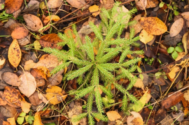 A small growing evergreen spruce or fir in the autumn forest among the fallen leaves. top view