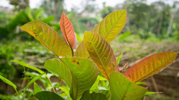 Photo small guava tree or psidium guajava