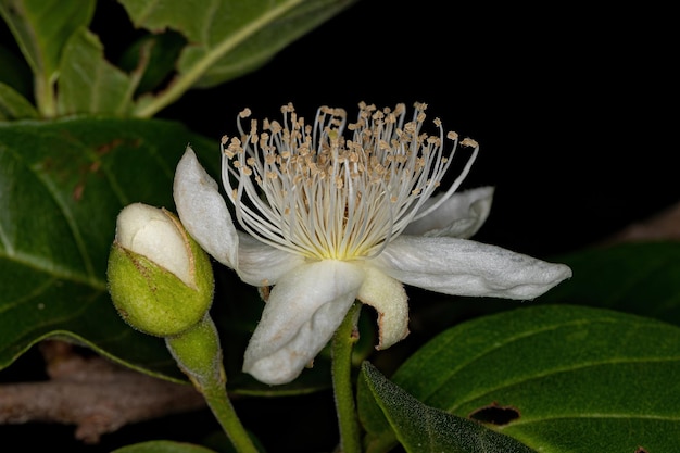 Small Guavas Flower of the Genus Psidium