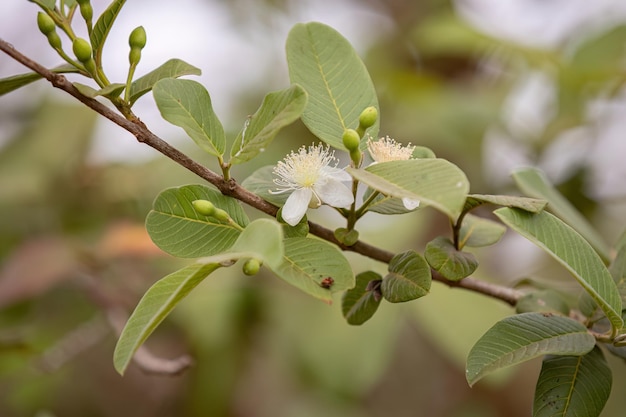 사진 종 psidium guajava의 작은 구아바 꽃