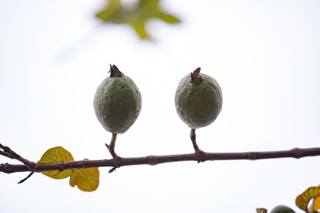 Photo small guavas fruit of the species psidium guajava