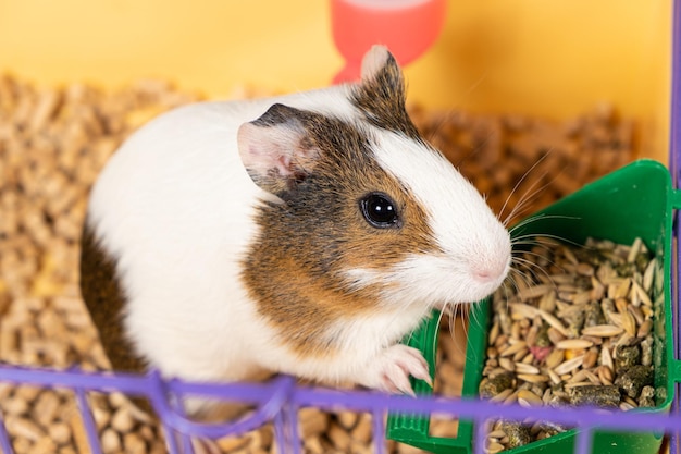 A small guinea pig eats food from a caged feeder