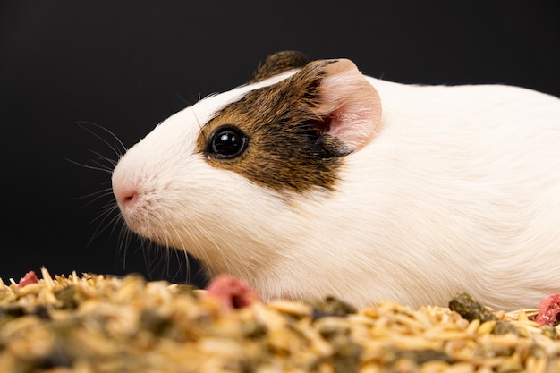 A small guinea pig sits near the feed on a black\
background