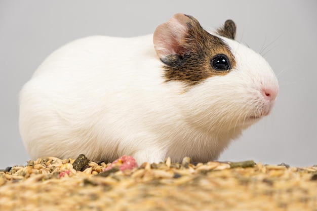 A small guinea pig sits near the feed on a white background