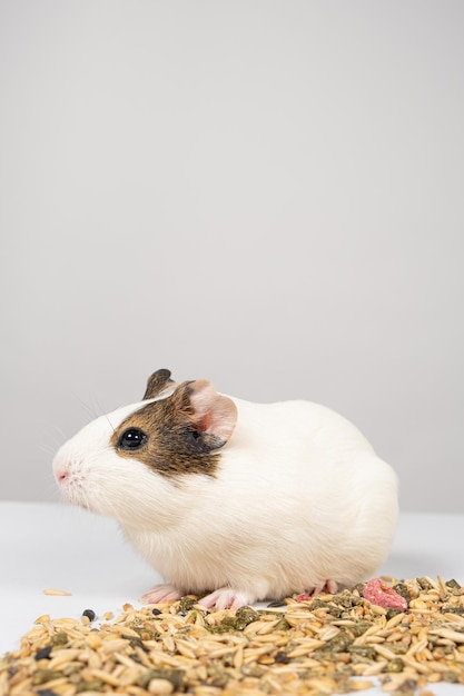 A small guinea pig sits near the feed on a white background