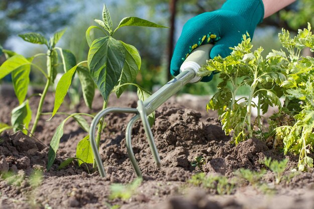 Small hand garden rake in hand dressed in a glove is loosening soil around the pepper seedling