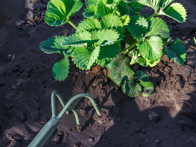 Small hand garden rake used for loosening soil around the strawberry bush