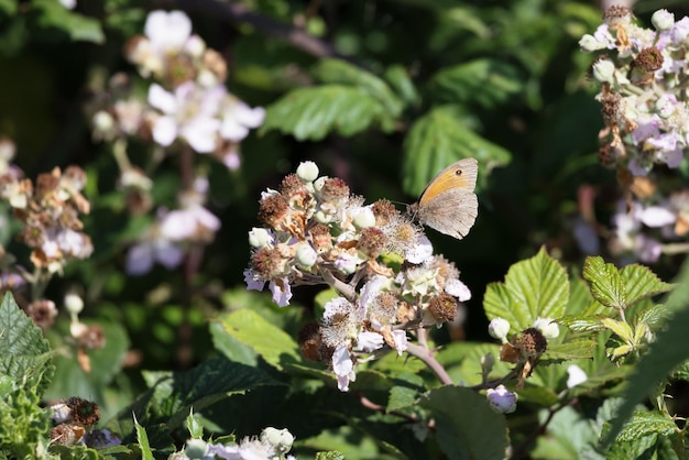 Small heath butterfly coenonympha pamphilus che si nutre di un fiore di mora