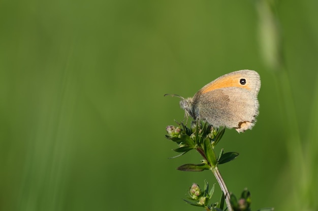 Small heath butterfly in nature focus on foreground