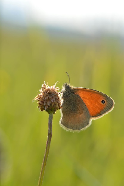 Small heath butterfly in nature on a plant close up