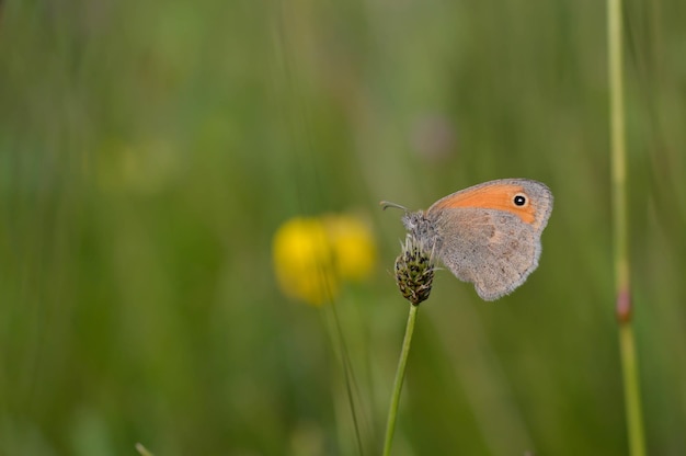 Small heath butterfly in nature on a plant close up