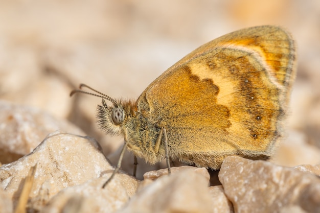 地面に座っている小さなヒース（Coenympha pamphilus）