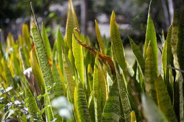 Piccola siepe di aloe vera #2