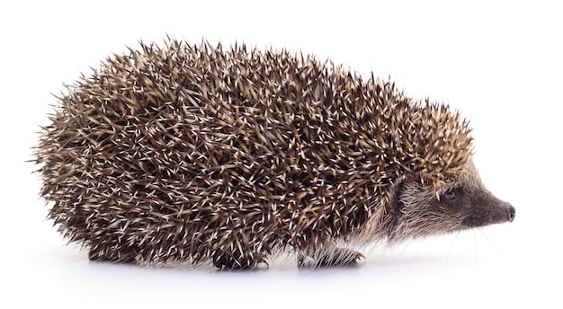 Small hedgehog isolated on a white background.