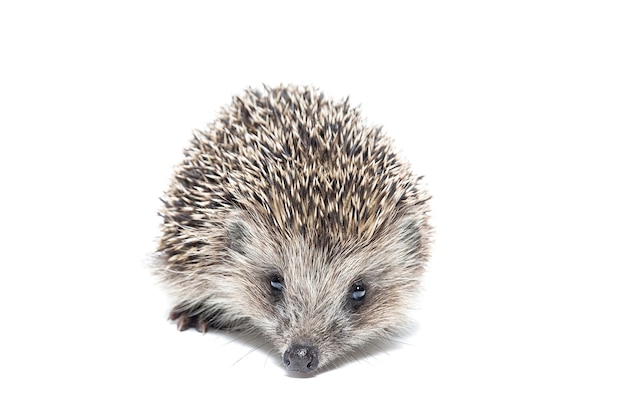 A small hedgehog isolated on a white background.