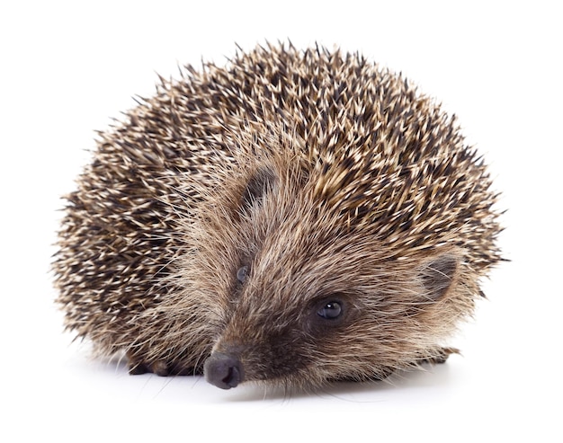 Small hedgehog isolated