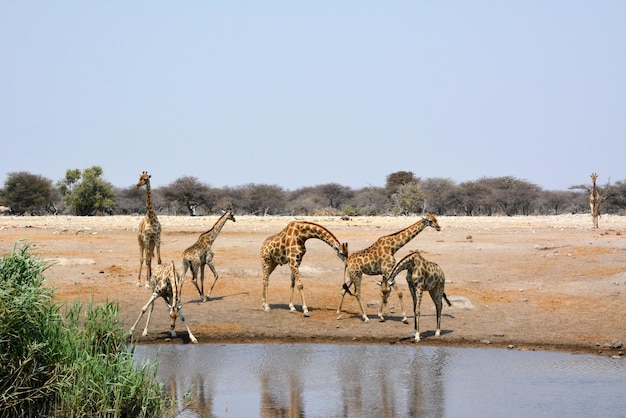 A small herd of adult giraffes come to drink at a lake in the Namibian savannah in Africa