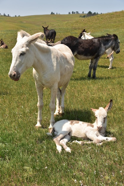 Photo small herd of baby and adult burros standing in a field