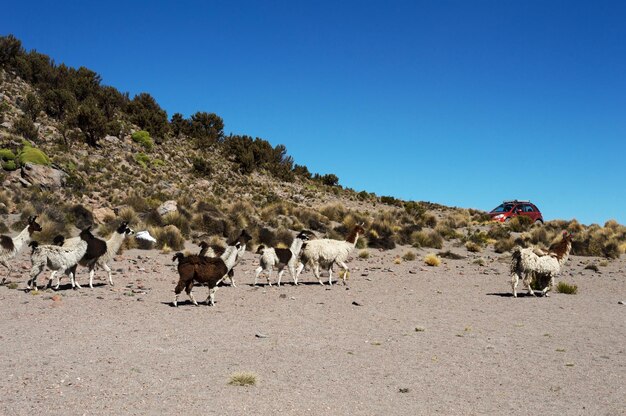 Small herd of south american camelids in sajama national park in bolivia