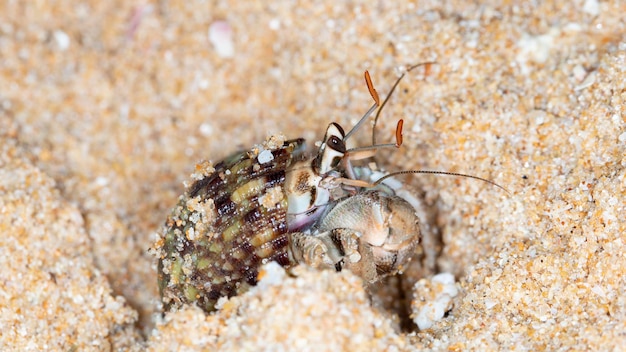 浜辺の小さなヤドカリ、海辺での夜の撮影