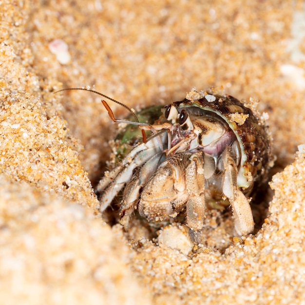 small hermit crab on the beach, night shooting by the ocean