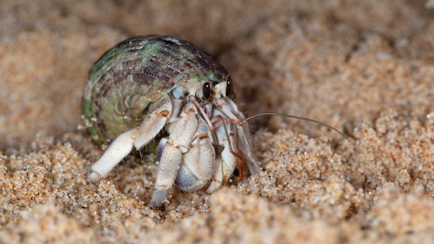 Piccolo paguro sulla spiaggia, riprese notturne dall'oceano