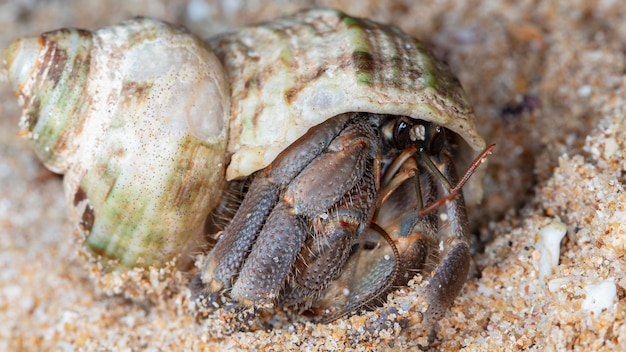 small hermit crab on the beach, night shooting by the ocean