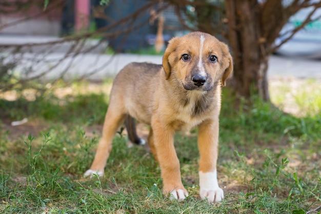 小さなホームレスの子犬が芝生の上に立つ