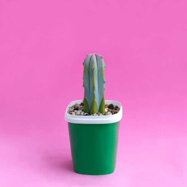 Small homemade cactus on pink background