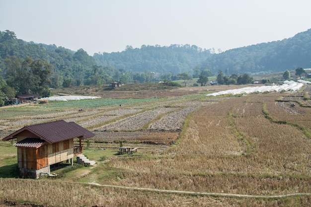 Piccola famiglia in riso fied a mae klang luang a chiang mai thailandia