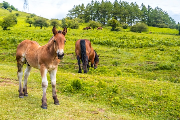 A small horse on the way up the mountain. Mount Aizkorri 1523 meters, the highest in Guipuzcoa. Basque Country. Ascent through San Adrian and return through the Oltza fields