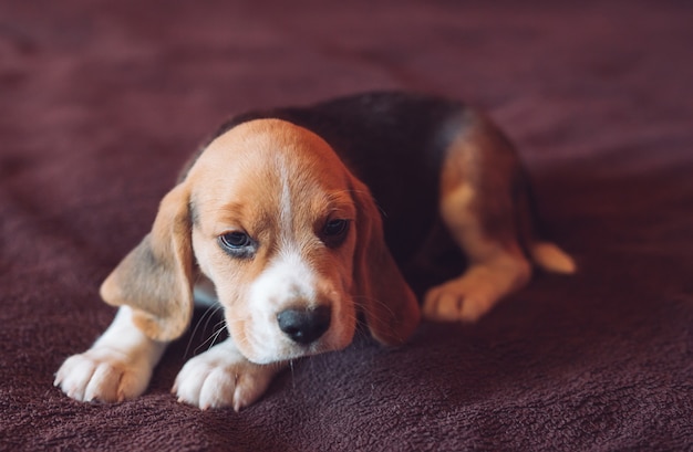 写真 ベッドで家で遊んでいる小さな猟犬ビーグル犬。