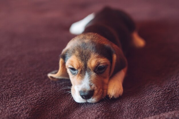 Small hound Beagle dog playing at home on the bed.