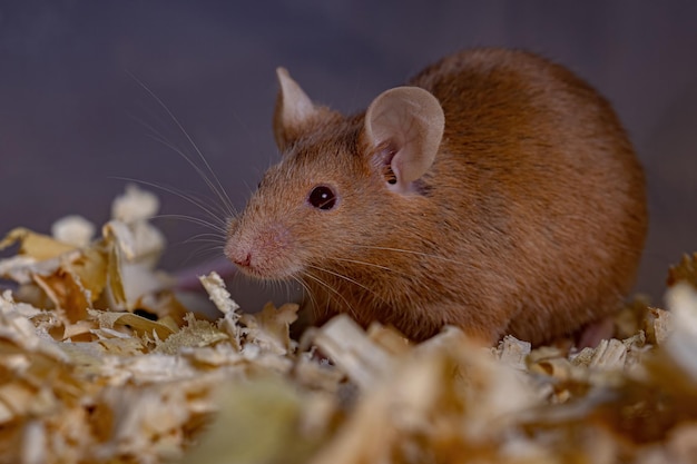 Photo small house mouse of the species mus musculus