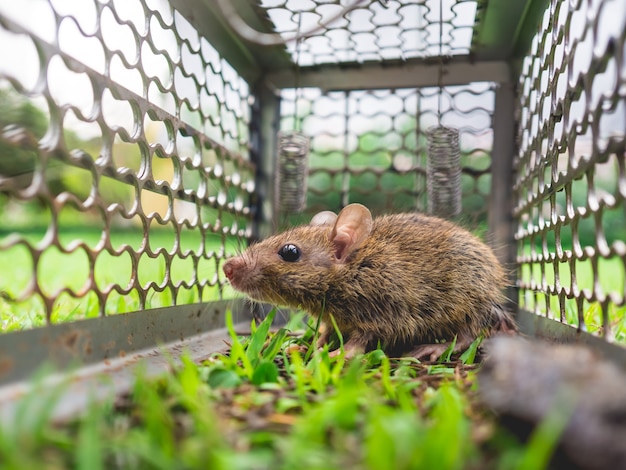 Small house rat trapped in a cage on green grass.