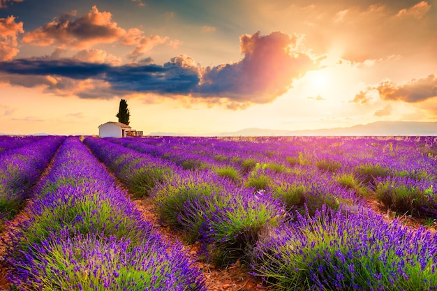 Small house with cypress tree in lavender fields at sunrise near Valensole, Provence, France. Beautiful summer landscape.