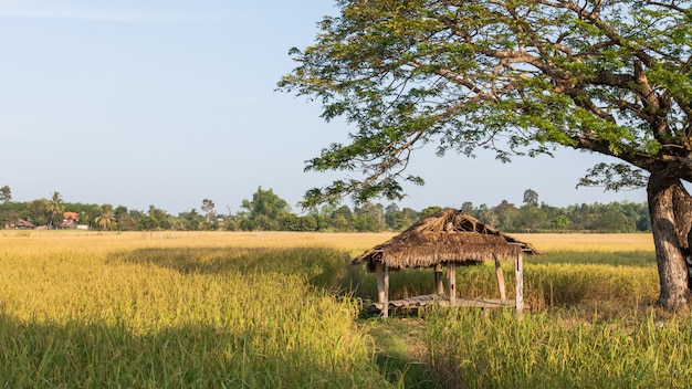 Small hut and golden rce field.