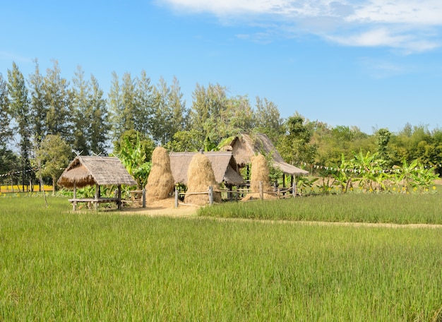 Small huts in rice paddy field, Thailand