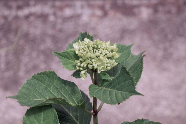 Small Hydrangea Macrophylla flower buds also known as Bigleaf Hydrangea or Hortensia Close up of a