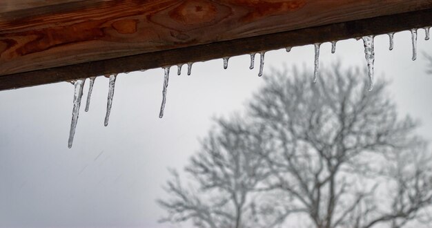 Small icicles from the wooden roof closeup with tree and white blizzard sky in background