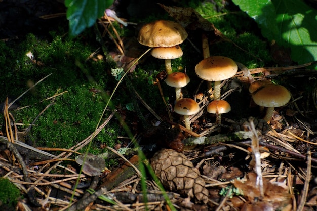 Small inedible mushrooms in a forest clearing on a Sunny August morning Moscow region Russia