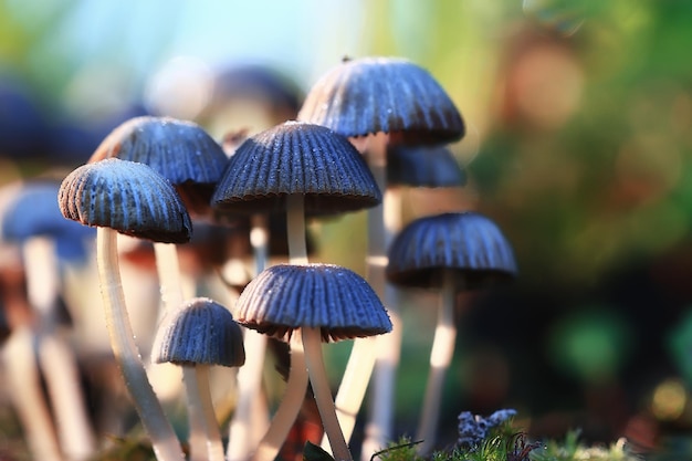 small inedible mushrooms, poisonous mushrooms forest background macro nature wild