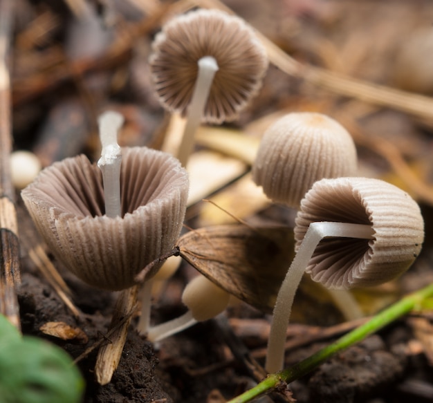 Small inedible mushrooms.